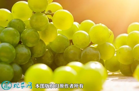 2021年7月12日水晶葡萄价格行情、今日水晶葡萄多少钱一斤?