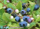 2021年7月12日蓝丰蓝莓价格行情...