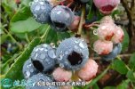 2021年7月12日兔眼蓝莓价格行情...
