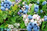 2021年7月12日奥尼尔蓝莓价格行...