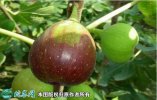 2021年7月12日布兰瑞克无花果价...