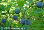 2021年7月12日野生蓝莓价格行情...