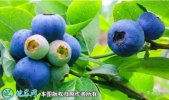 2021年7月12日绿宝石蓝莓价格行...