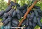 2021年7月12日蓝宝石葡萄价格行...