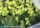 2021年7月12日青提价格行情、今...