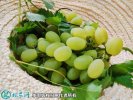 2021年7月12日维多利亚葡萄价格...