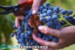 2021年7月12日酿酒葡萄价格行情...