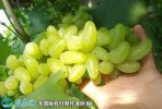 2021年7月12日金手指葡萄价格行...