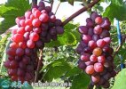 2021年7月12日茉莉香萄葡价格行...