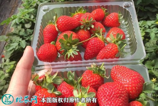 2021年7月13日草莓价格行情、今日各种草莓多少钱一斤?