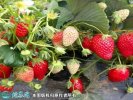 2021年7月13日红颜草莓价格行情...
