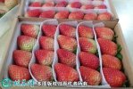 2021年7月13日蒙特瑞草莓价格行...