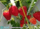 2021年7月13日奶油草莓价格行情...