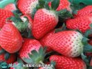2021年7月13日章姬草莓价格行情...