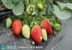 2021年7月13日妙香草莓价格行情...
