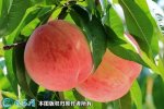 2021年7月13日沙红桃价格行情、...