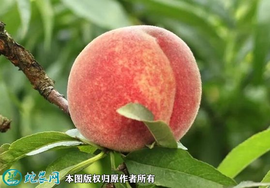 2021年7月14日突围桃价格行情、今日突围桃多少钱一斤?