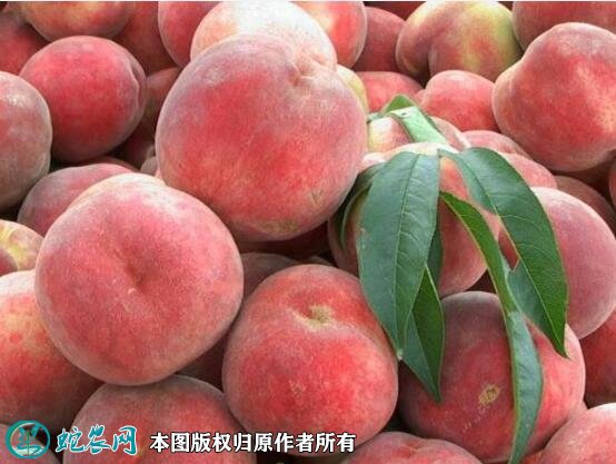 2021年7月14日春雪桃价格行情、今日春雪桃多少钱一斤?