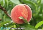 2021年7月14日突围桃价格行情、...