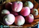 2021年7月14日冬桃价格行情、今...