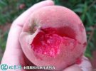 2021年7月14日血桃价格行情、今...