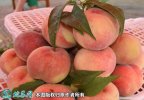2021年7月14日苹果桃价格行情、...
