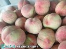 2021年7月14日仓方早生桃价格行...