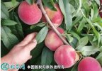 2021年7月14日美脆桃价格行情、...