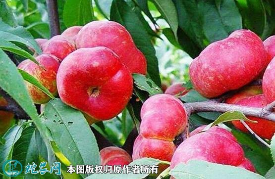 2021年7月15日油蟠桃价格行情、今日油蟠桃多少钱一斤？
