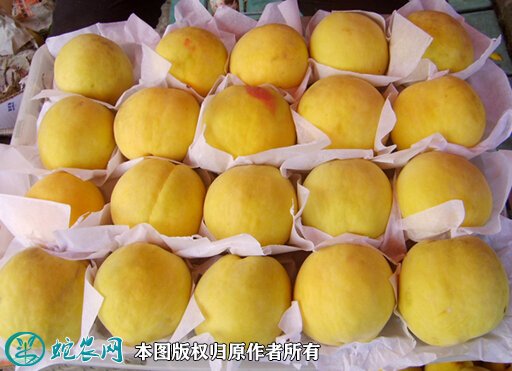 2021年7月15日黄桃价格行情、今日各种黄桃多少钱一斤？