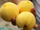 2021年7月15日83黄桃价格行情...
