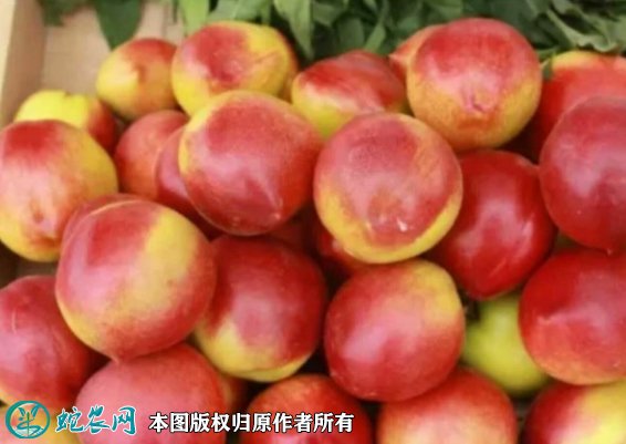 2021年7月16日126油桃价格行情、今日126油桃多少钱一斤?