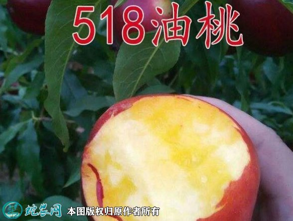 2021年7月16日518油桃价格行情、今日极早518油桃多少钱一斤?