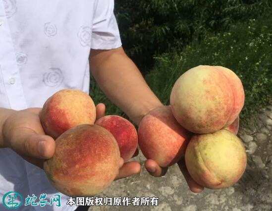 2021年7月16日秋蜜桃价格行情、今日秋蜜桃多少钱一斤?