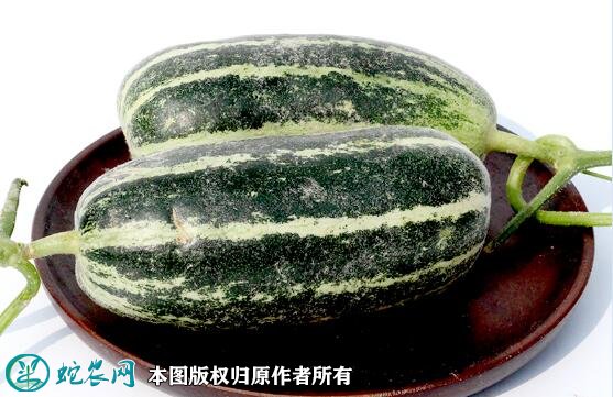 2021年7月16日博洋甜瓜价格行情、今日博洋甜瓜多少钱一斤?