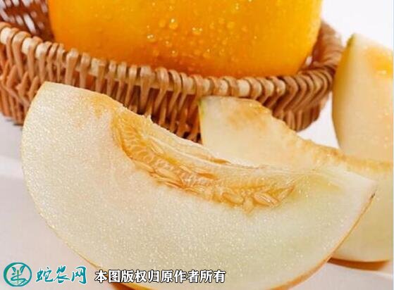 2021年7月16日黄河蜜甜瓜价格行情、今日黄河密甜瓜多少钱一斤?