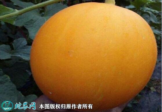 2021年7月16日久红瑞甜瓜价格行情、今日久红瑞甜瓜多少钱一斤?