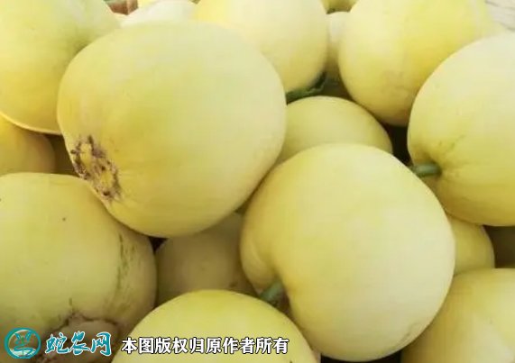 2021年7月16日星甜甜瓜价格行情、今日星甜甜瓜多少钱一斤?