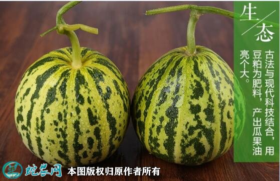 2021年7月16日花蕾甜瓜价格行情、今日花蕾甜瓜多少钱一斤？