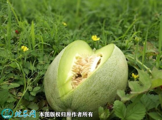 2021年7月16日景甜甜瓜价格行情、今日景甜甜瓜多少钱一斤?