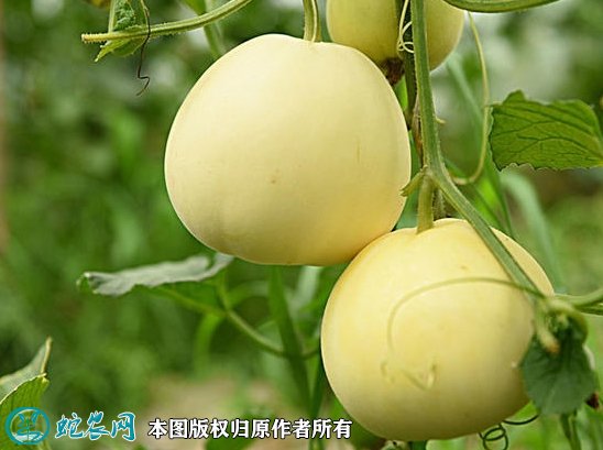 2021年7月16日白莎蜜甜瓜价格行情、今日白沙蜜甜瓜多少钱一斤?
