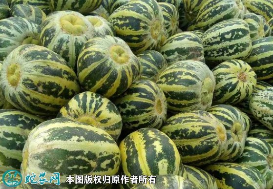 2021年7月16日冰糖子甜瓜价格行情、今日冰糖子甜瓜多少钱一斤?