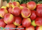 2021年7月16日126油桃价格行...