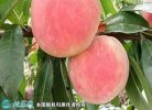 2021年7月16日永莲蜜桃价格行情...