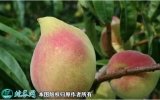2021年7月16日鹰嘴蜜桃价格行情...