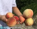 2021年7月16日秋蜜桃价格行情、...
