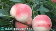 2021年7月16日白凤桃价格行情、...