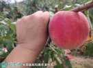 2021年7月16日金秋红蜜桃价格行...