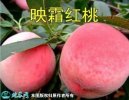 2021年7月16日映霜红蜜桃价格行...