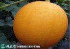 2021年7月16日久红瑞甜瓜价格行...